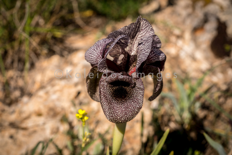 Al Arz;Iris;Iris Cedreti;Kaleidos;Kaleidos images;Lebanon;Middle East;Near East;Proche Orient;Tarek Charara;Flowers;Endemic;Endangered species;Endemic species;Critically endangered;Critically endangered species